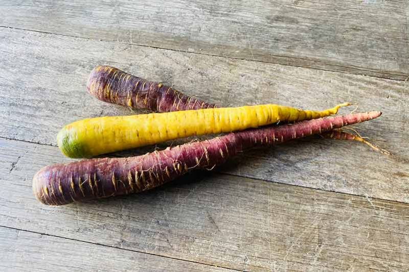 Rainbow Carrot