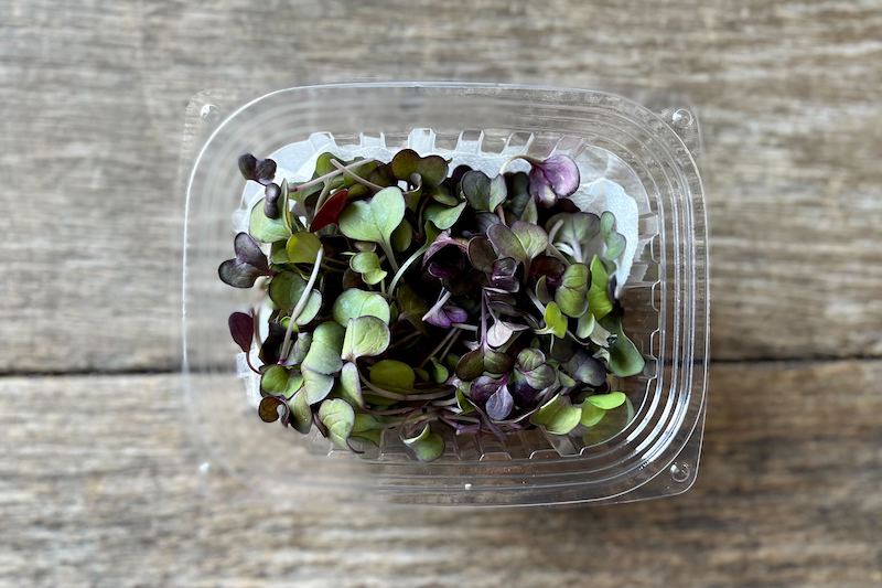 Rambo Radish Microgreen