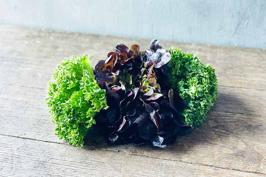 Red & Green Hydroponic Lettuce Medley