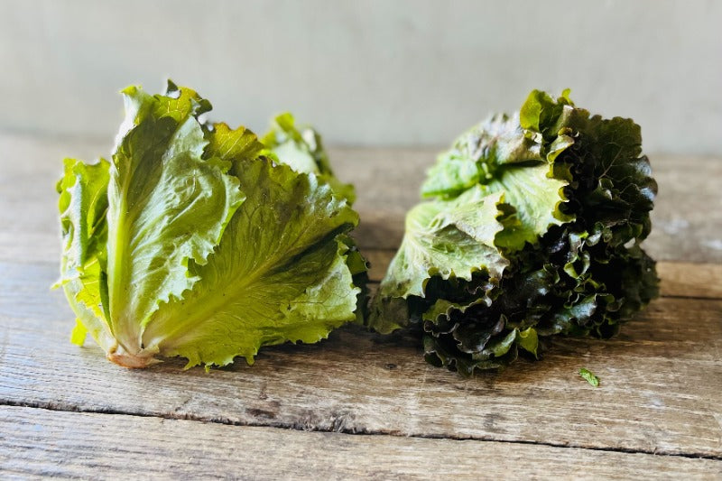 Organic Red Romaine Lettuce