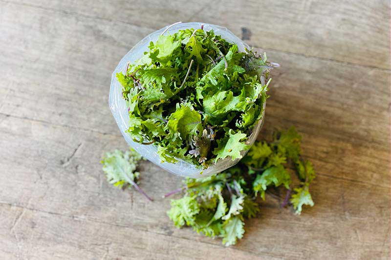 Organic Baby Red Russian Kale