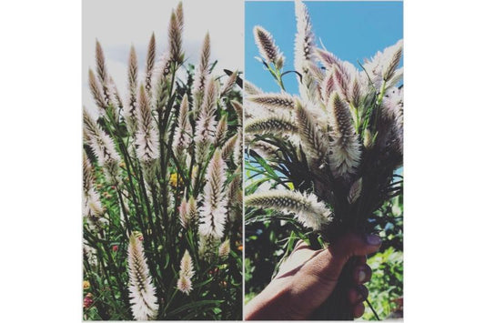 Cut Flowers, Celosia "Flamingo Feather" - 20 stems