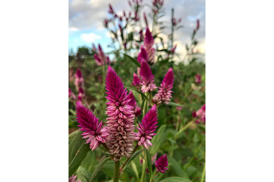 Cut Flowers, Celosia "Ruby Parfait" - about 20 stems