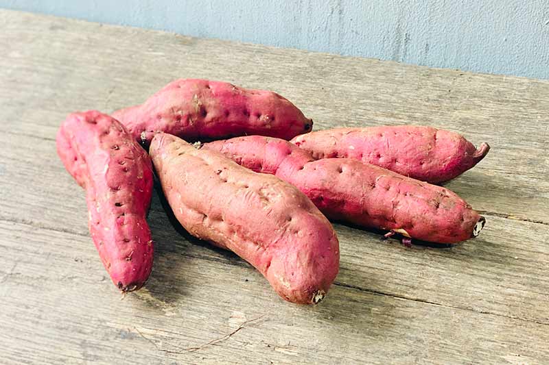 Kintoki Sweet Potato