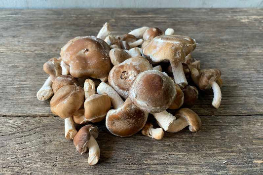 Shiitake Mushroom