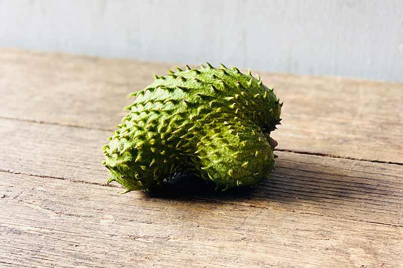 Sourcesop Organic Soursop – Farm Link Hawaiʻi