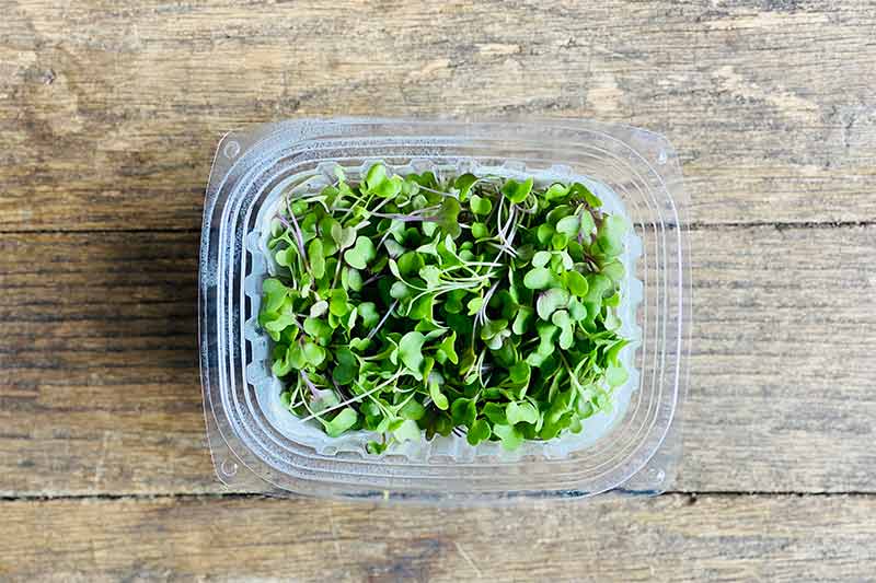 Spicy Salad Mix Microgreen