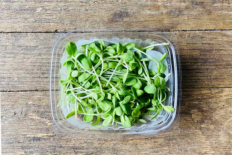 Sunflower Microgreen