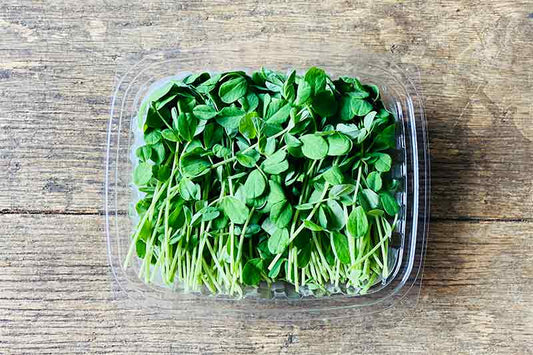 Sweet Speckled Pea Microgreen