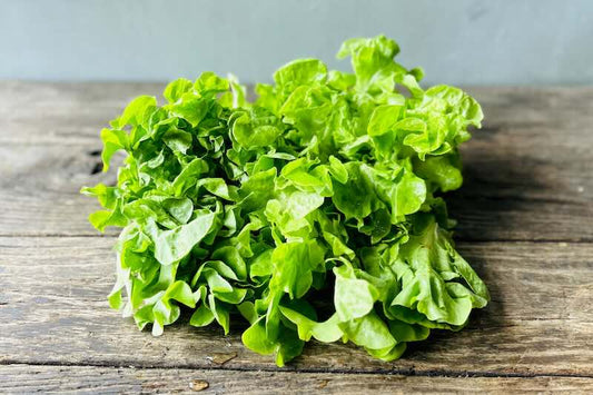 Organic Tropicana Lettuce