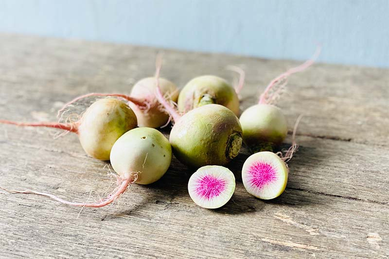 Organic Watermelon Radish