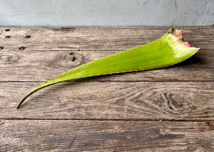 Aloe Leaf (Jumbo)