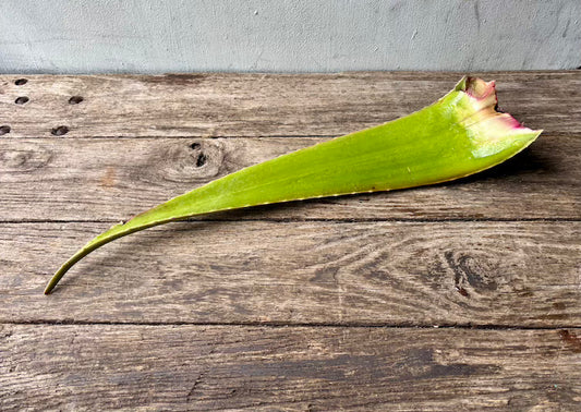 Aloe Leaf (Jumbo)