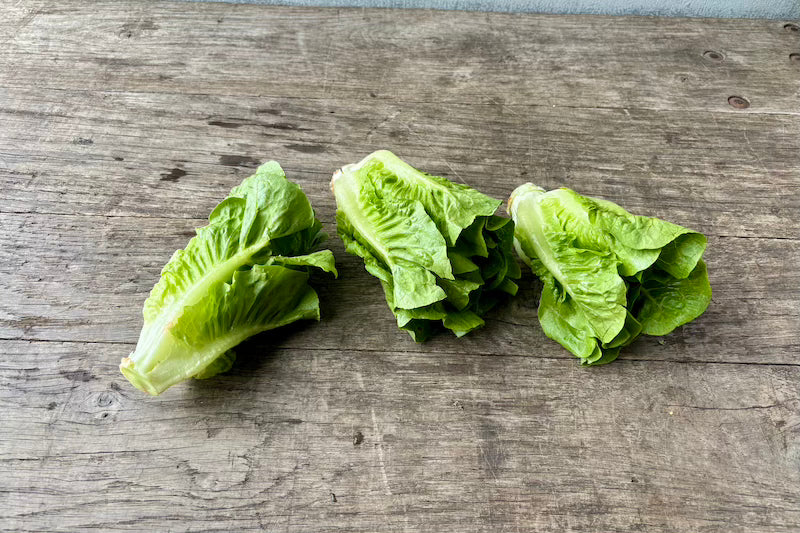 Baby Romaine Lettuce