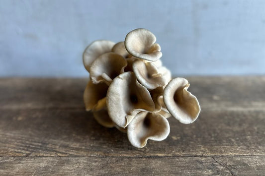 Blue Oyster Mushroom