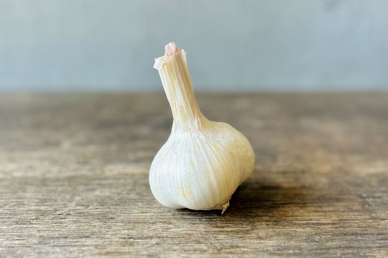 Elephant Garlic