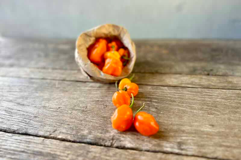 Habanero Pepper