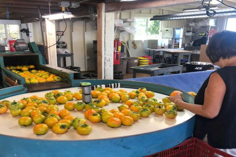 Hashimoto Persimmon Farm