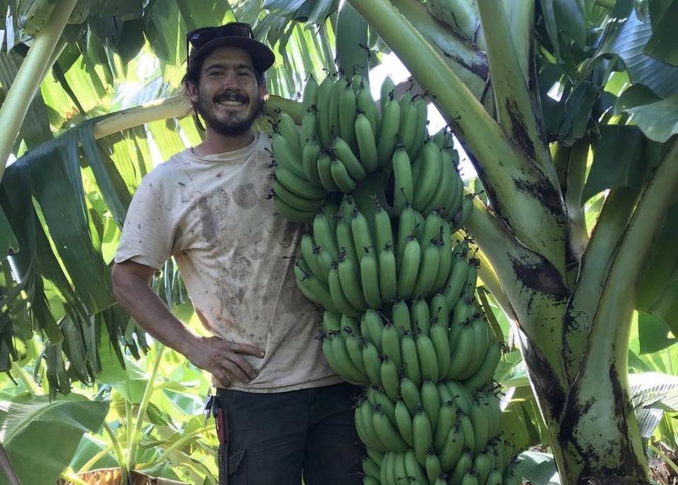 Hawaiʻi Banana Source