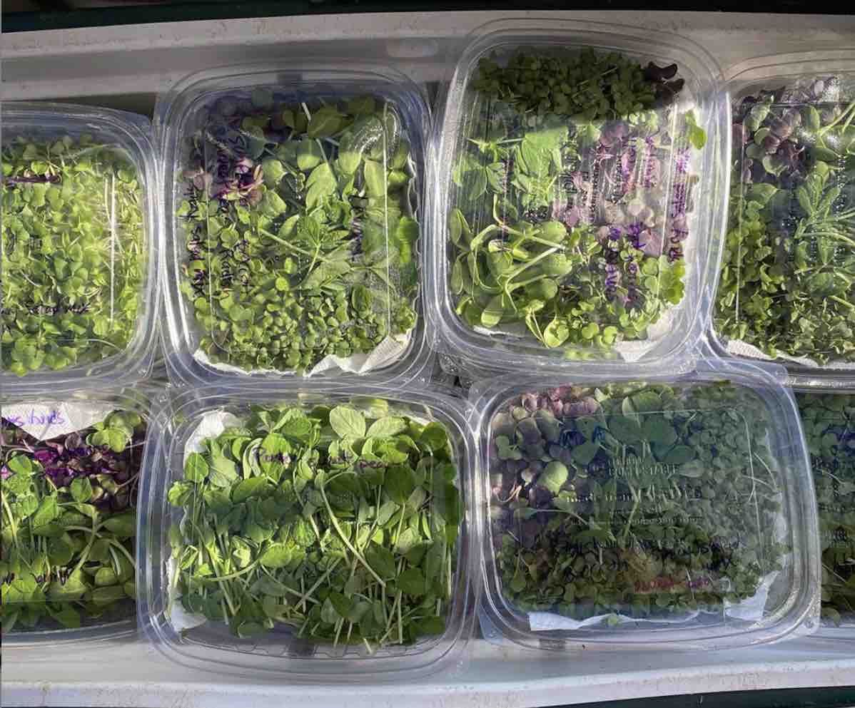 Hukilau Farms Microgreens