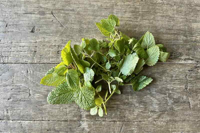 Organic Lemon Balm