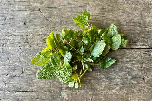 Organic Lemon Balm