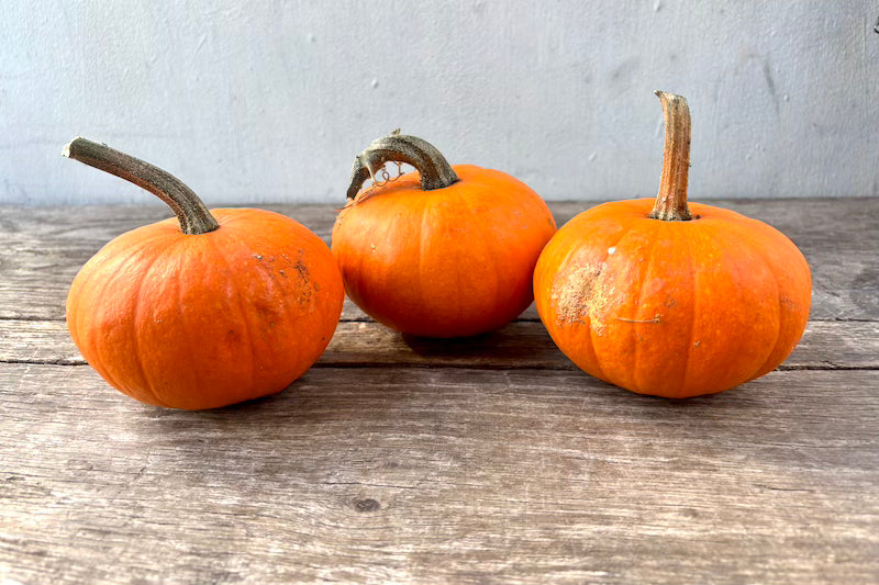 Orange Mini Pumpkin