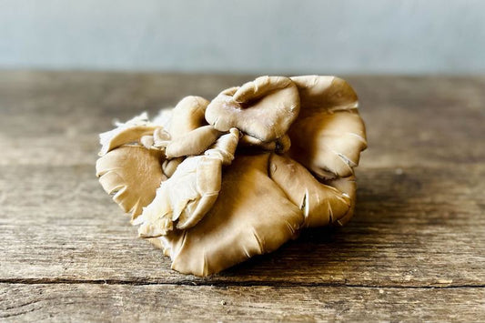 Oyster Mushroom