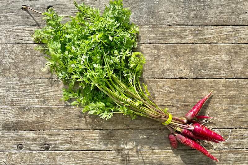 Organic Baby Purple Carrot With Tops