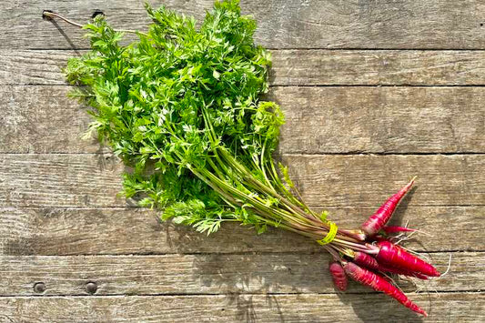 Organic Baby Purple Carrot With Tops