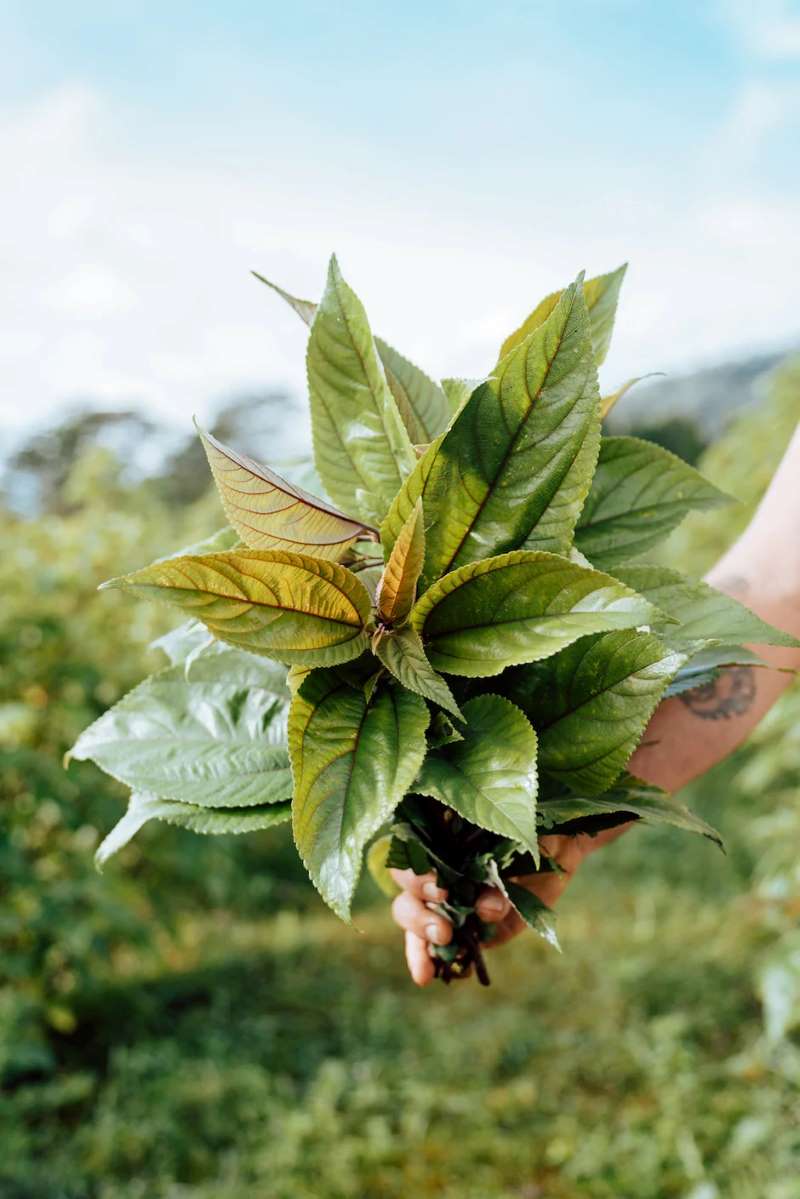 Shaka Tea