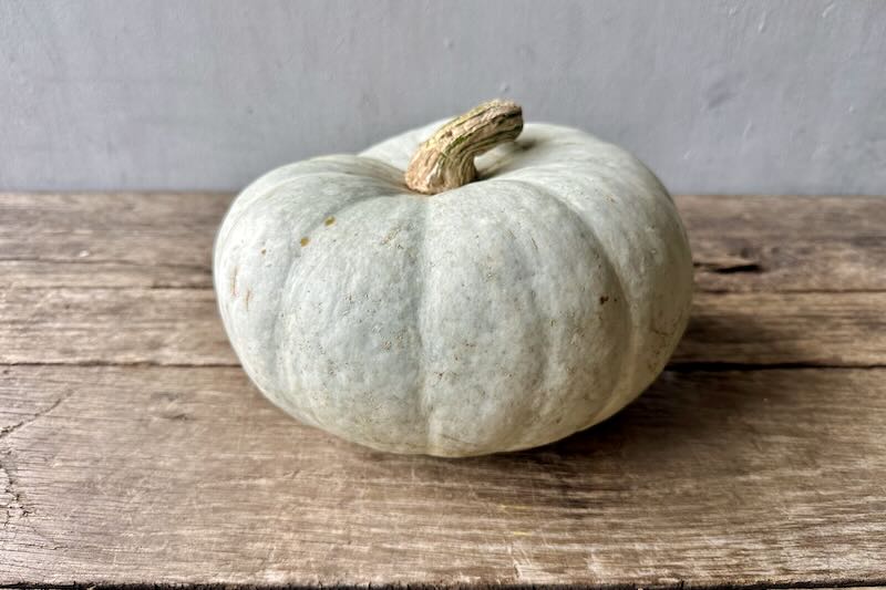 Silver Moon Pumpkin