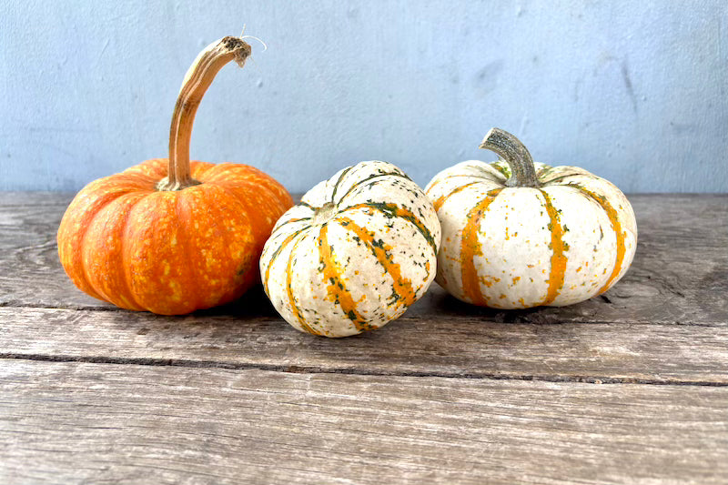 Speckled Mini Pumpkin