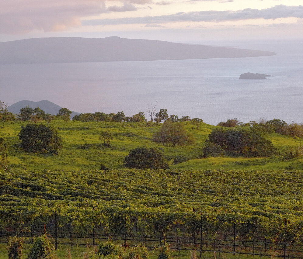 Maui Wine