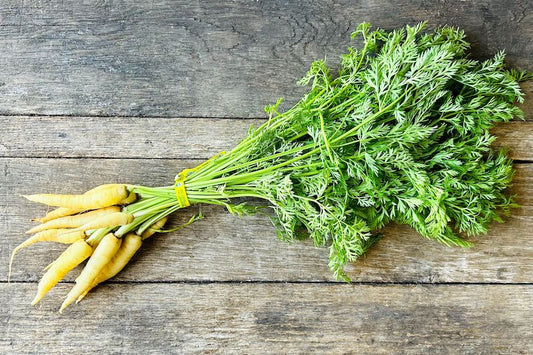 Organic White Carrot With Tops